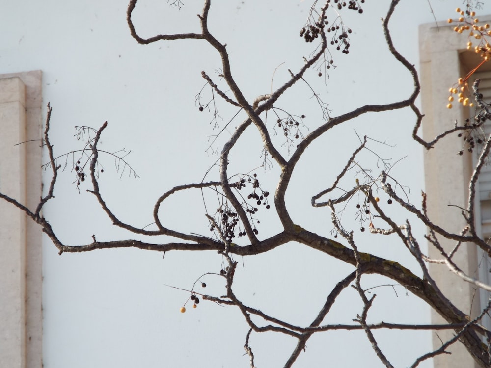 a bird perched on top of a tree next to a window