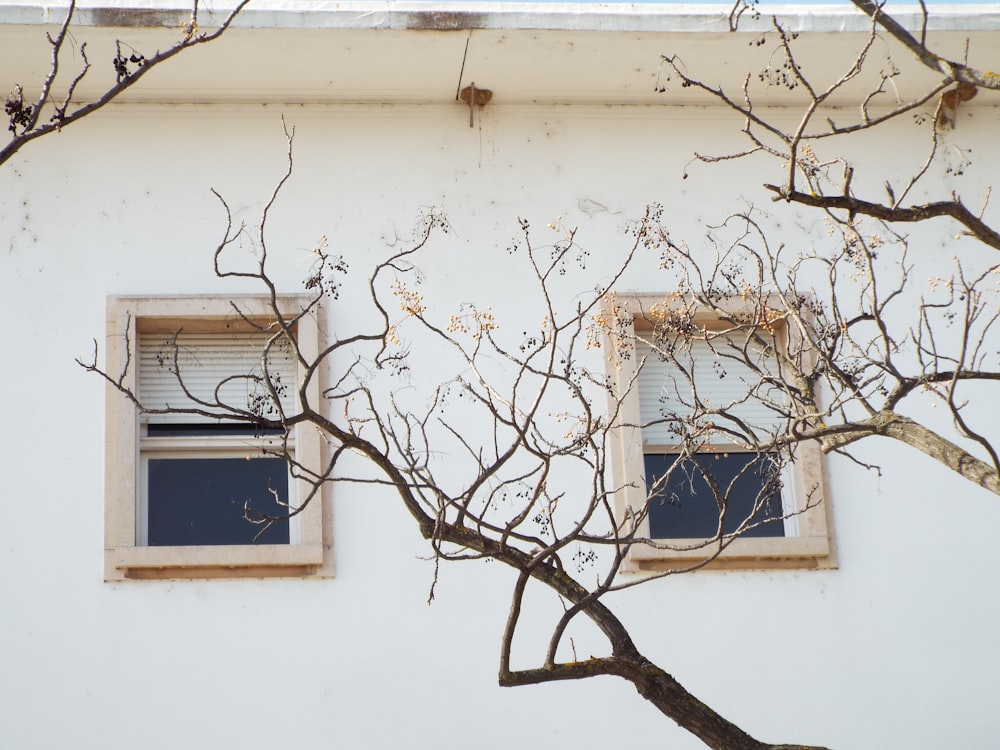 a tree with no leaves in front of a white building