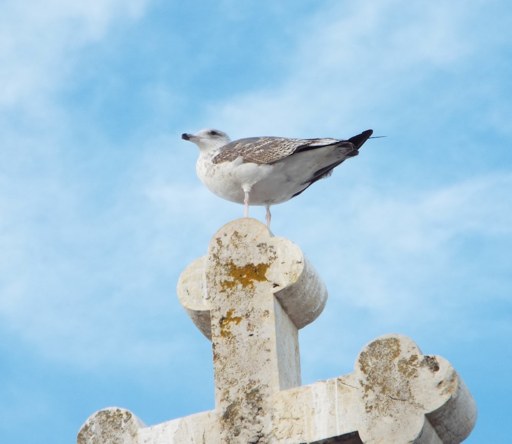 a seagull sitting on top of a cross on a sunny day