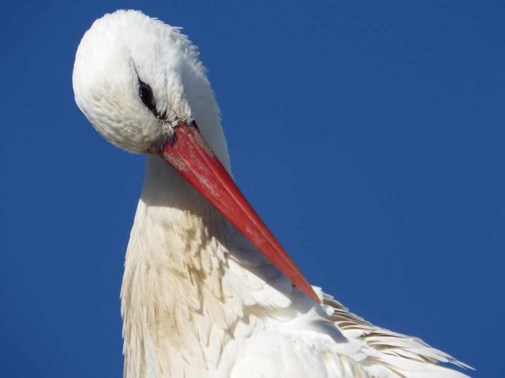 a large white bird with a red beak