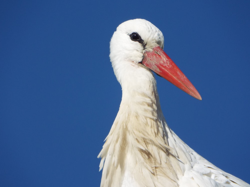 a large white bird with a red beak