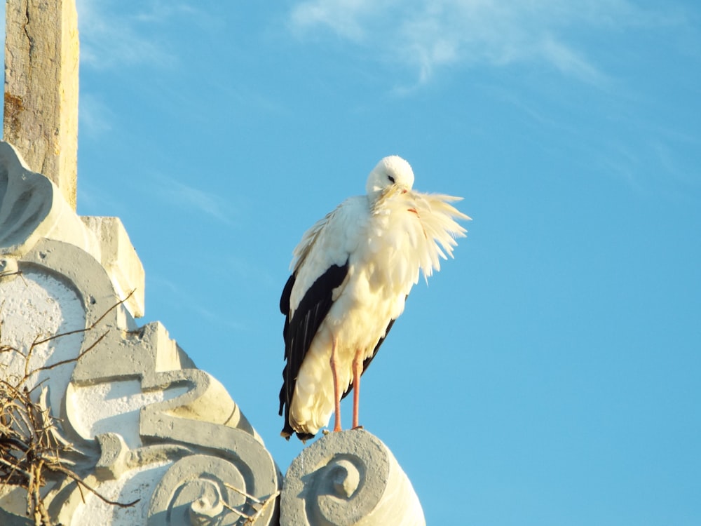 a white and black bird sitting on top of a building
