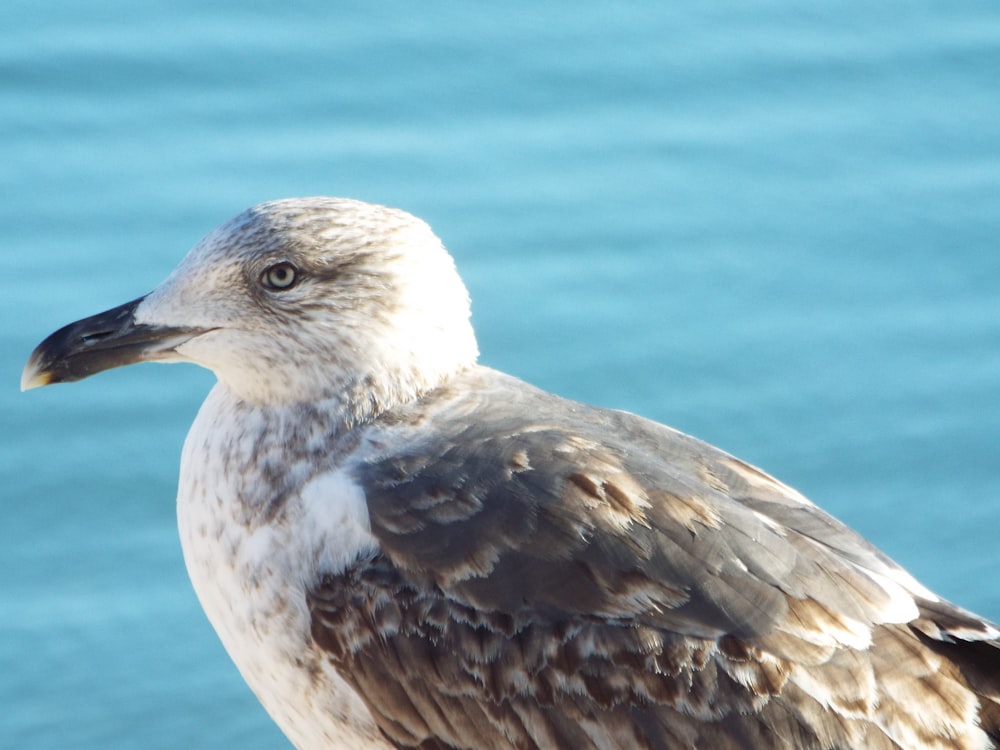 a close up of a bird on a ledge near water