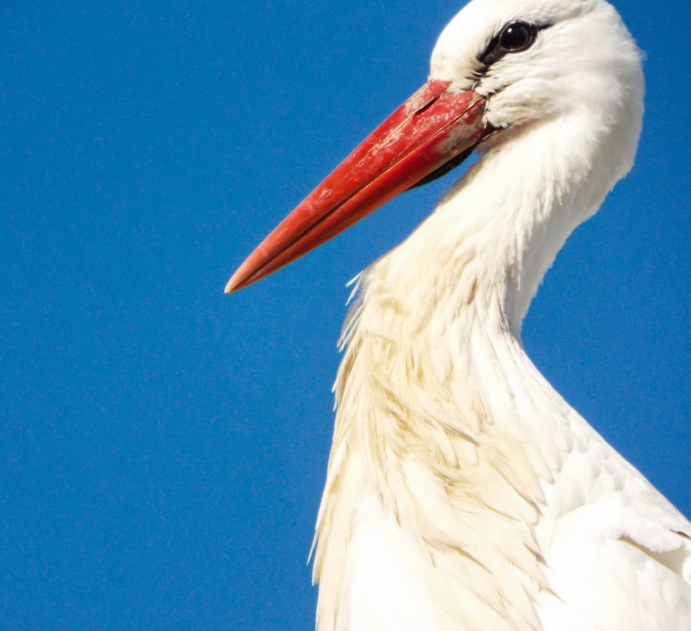 a large white bird with a red beak