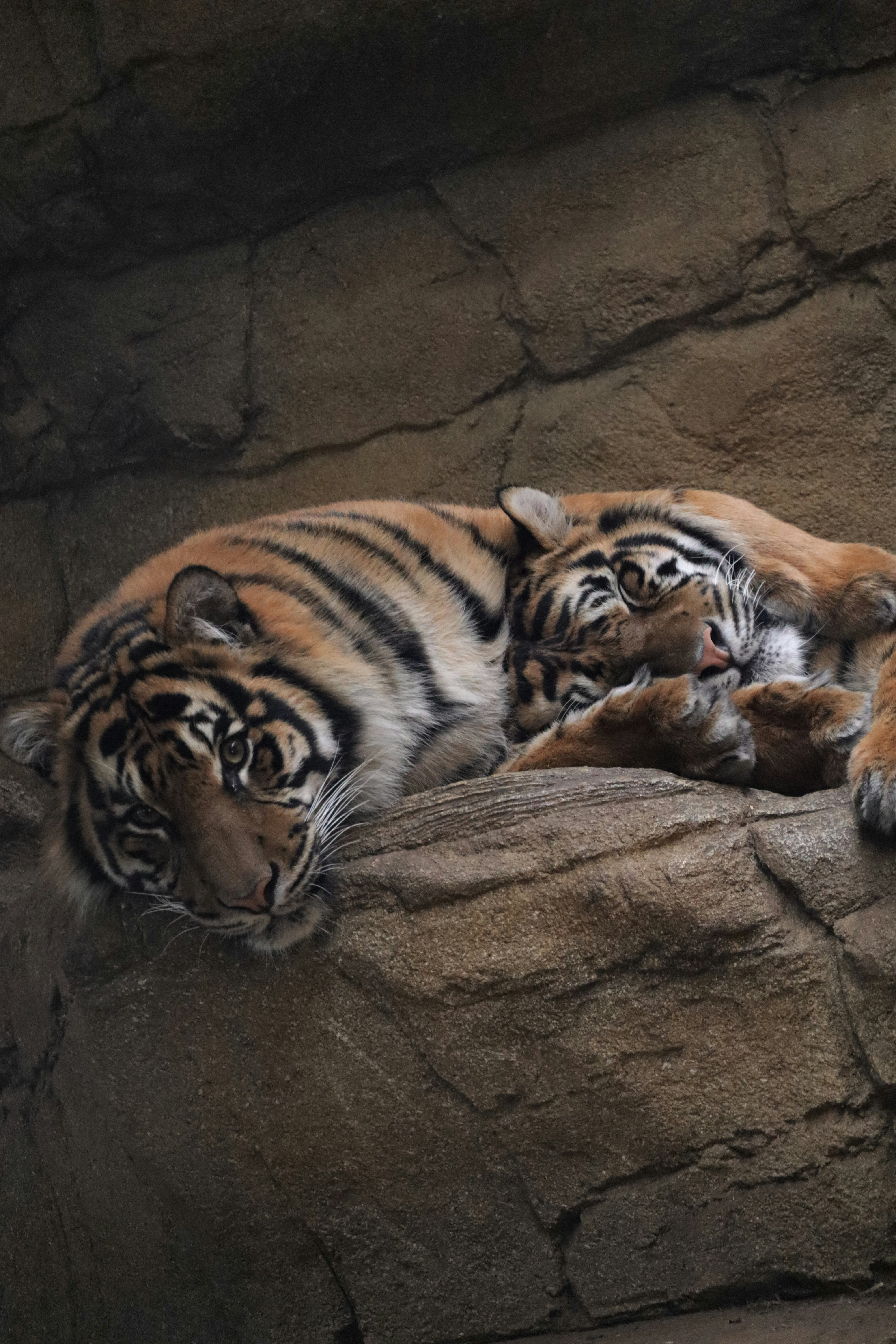 Tigers: Sibling Sleepovers (image credits: unsplash)