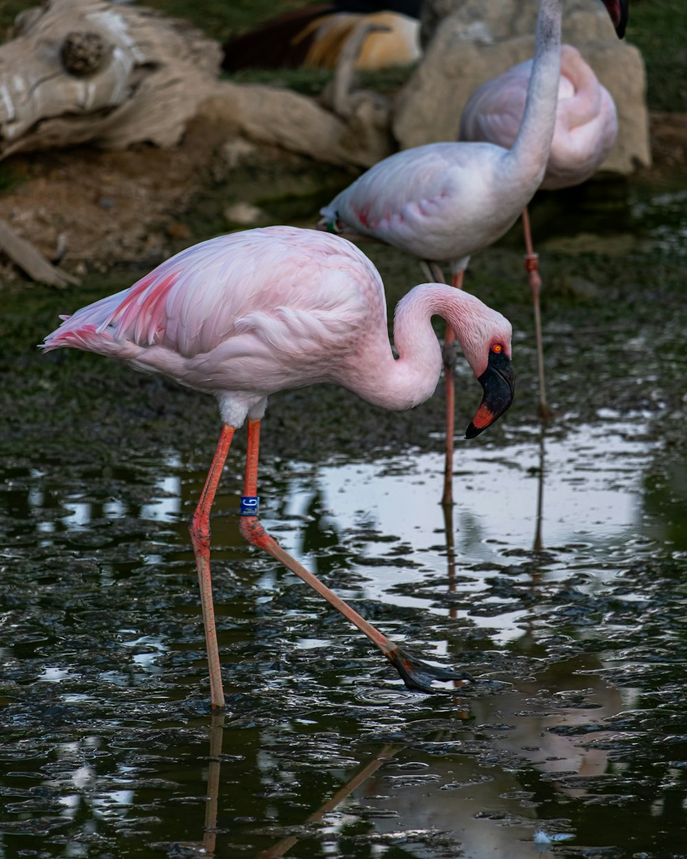 a group of flamingos standing in the water