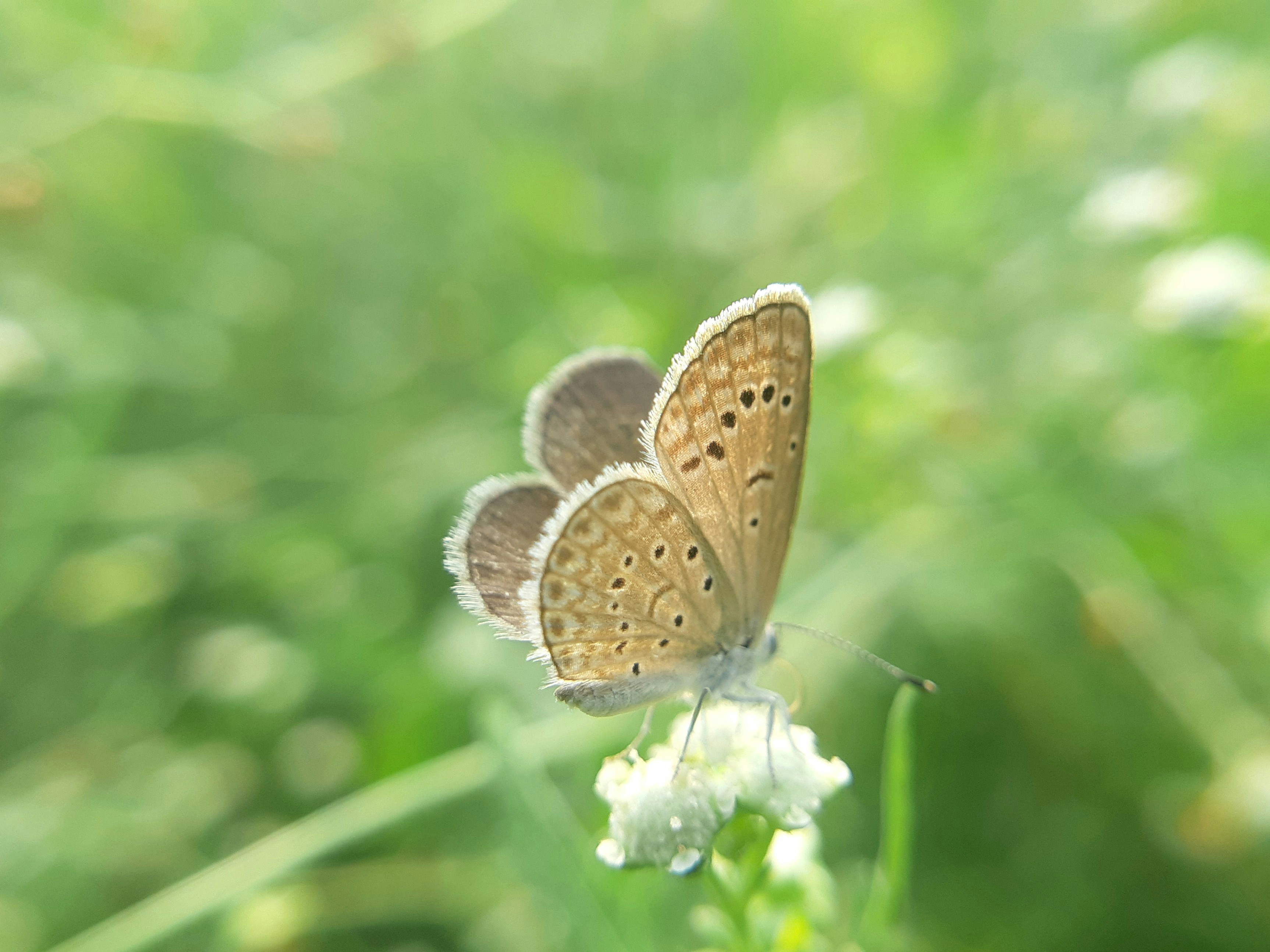 a small brown butterfly sitting on top of a white flower