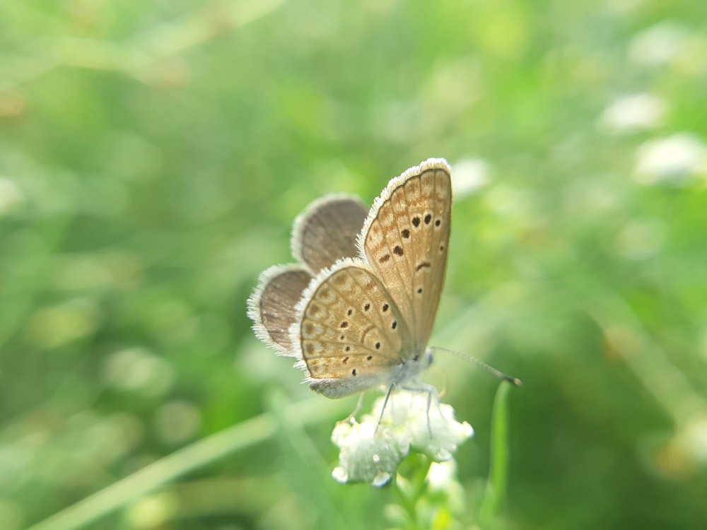 un petit papillon brun assis au sommet d’une fleur blanche