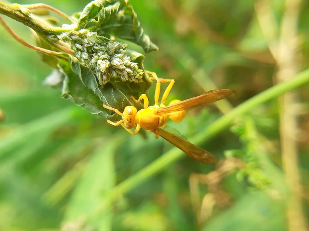 a couple of yellow bugs sitting on top of a green plant