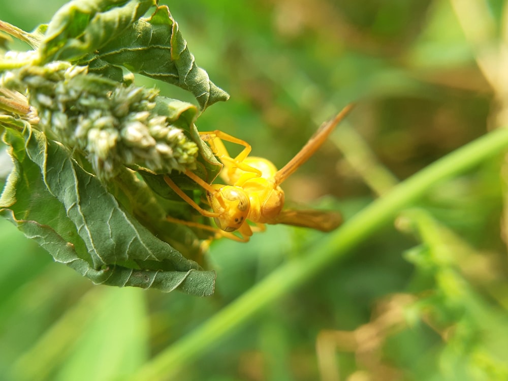 um close up de um inseto amarelo em uma planta verde