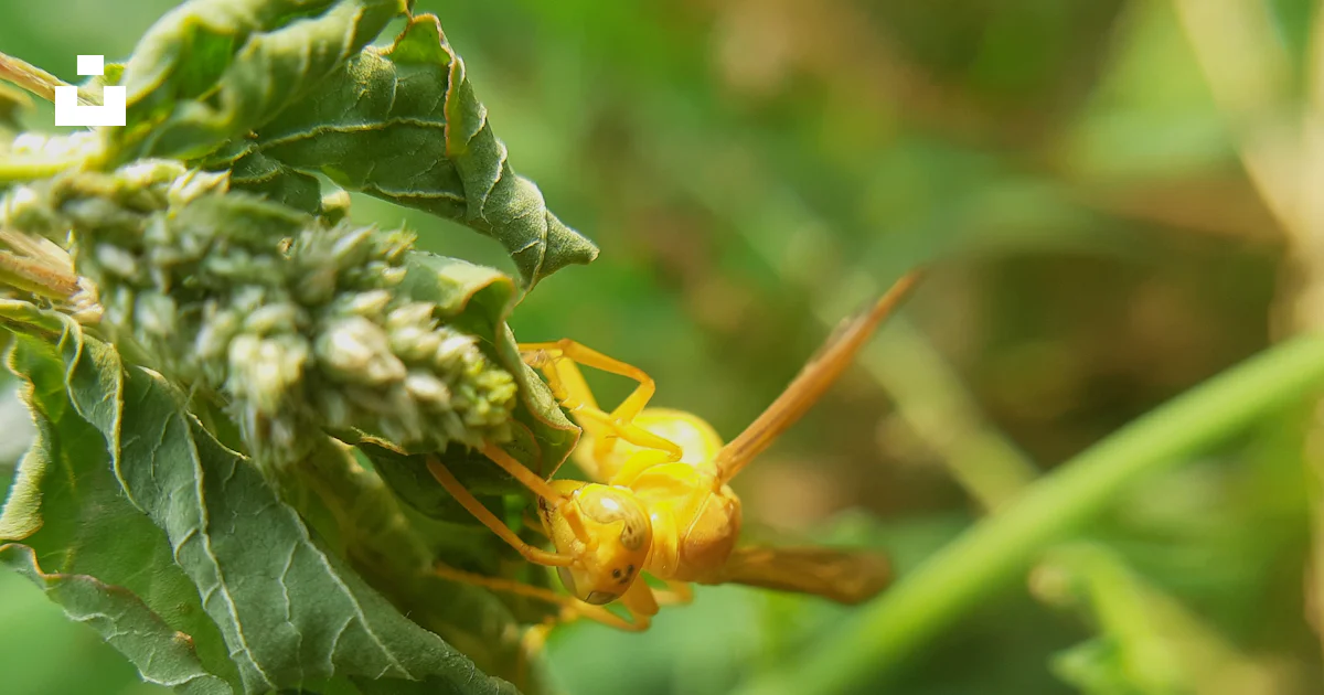 Yellow Bug A close up of a yellow bug on a green plant photo – Free Insect anatomy ...