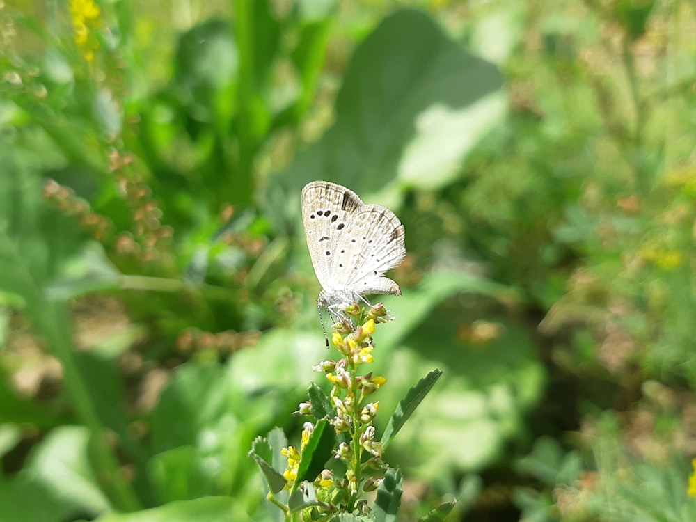 un papillon blanc assis au sommet d’une plante verte