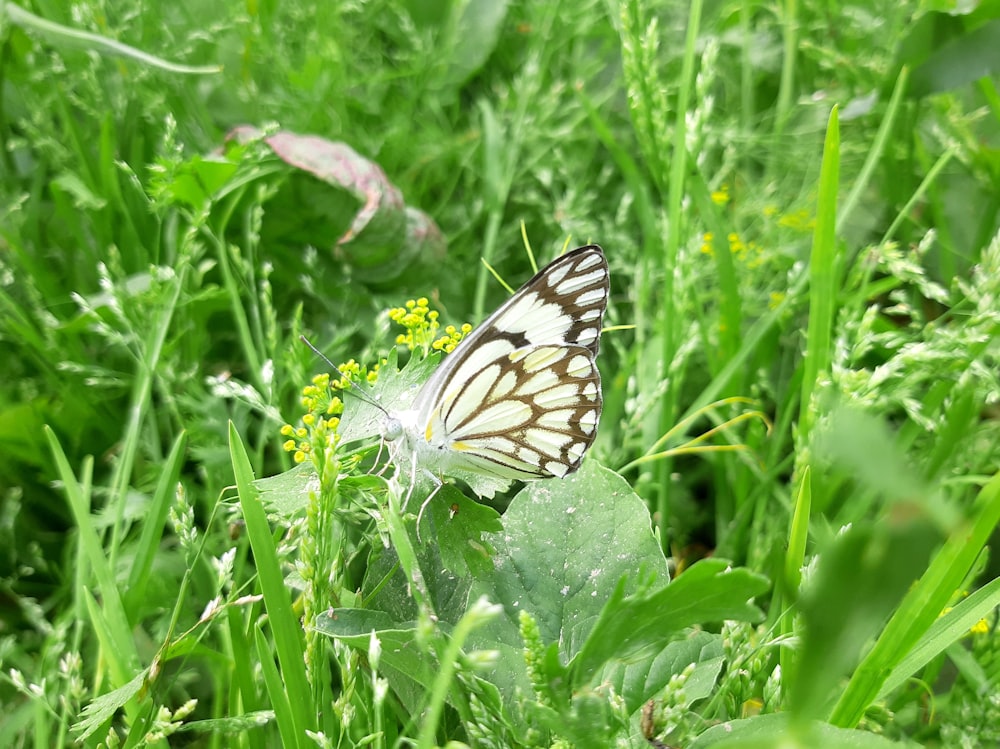 una farfalla seduta su una foglia nell'erba