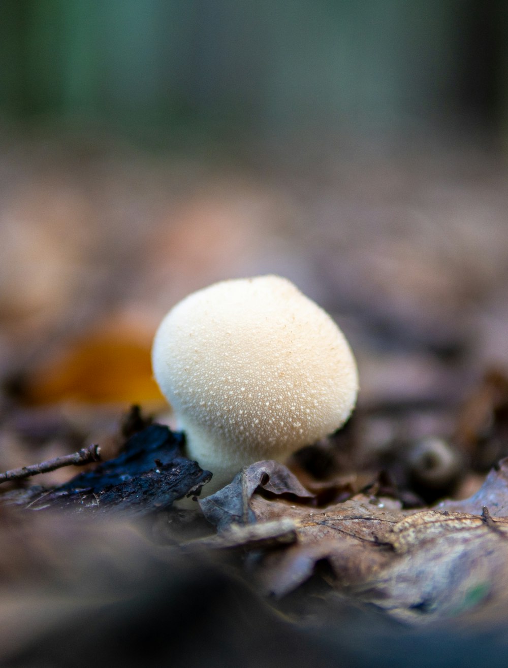 a small white mushroom sitting on the ground