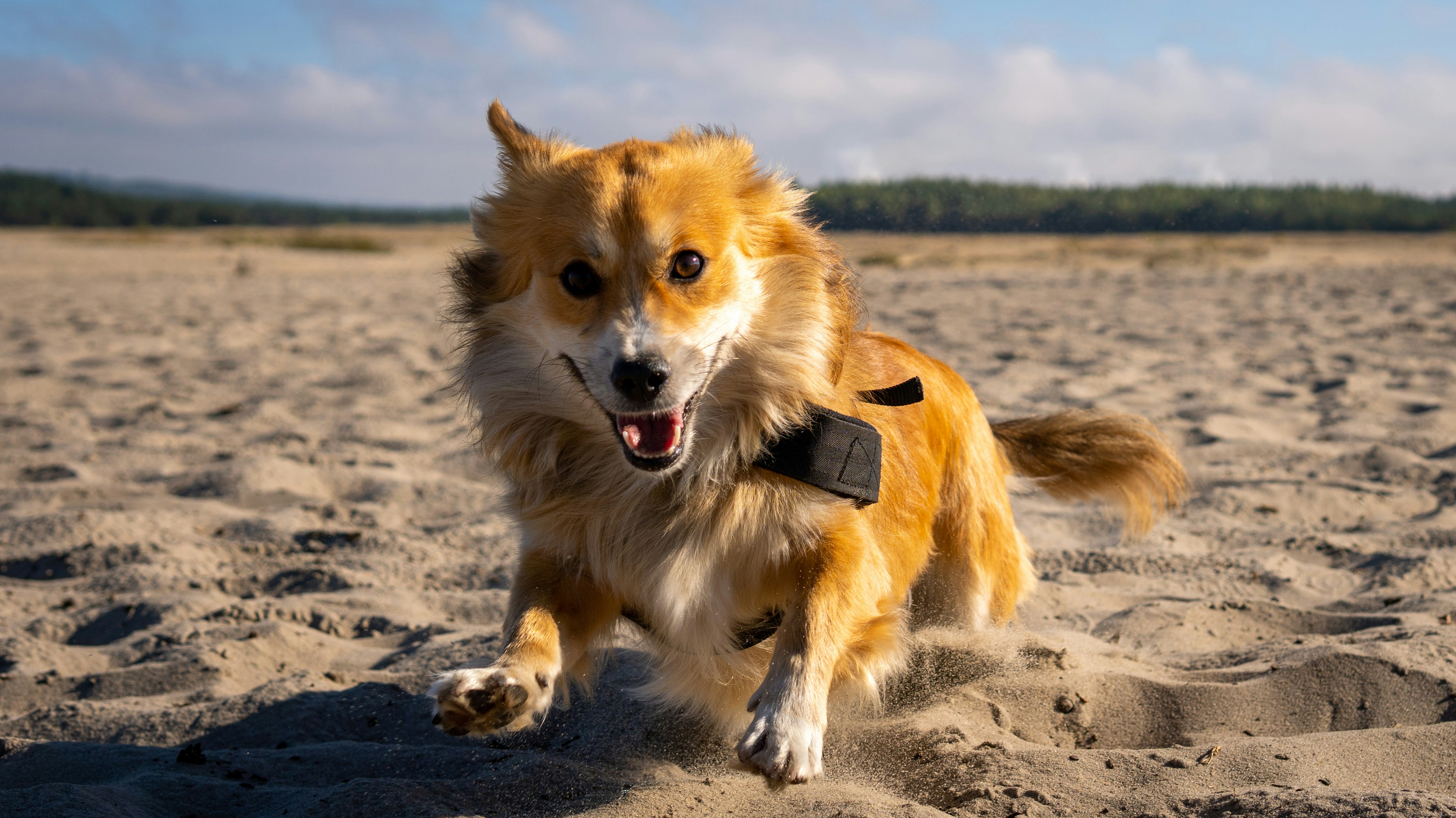 Dog running on beach