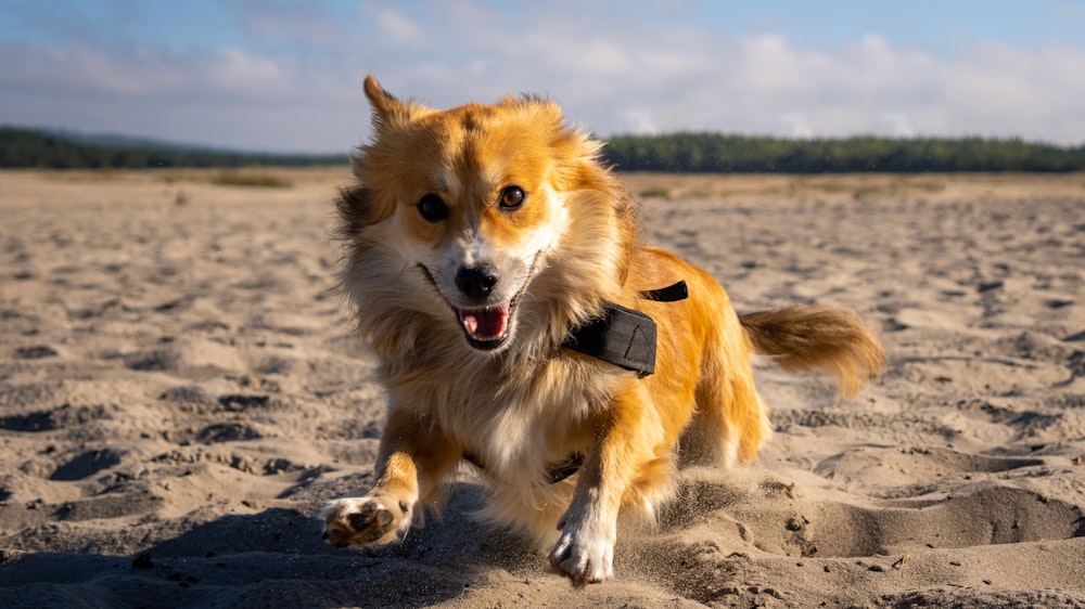 a dog running across a sandy beach