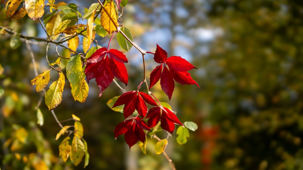 a branch with red and green leaves on it