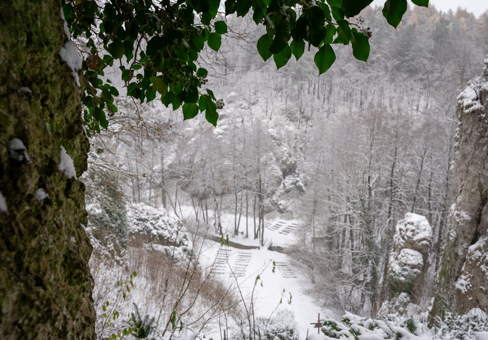 a snow covered forest with a river running through it