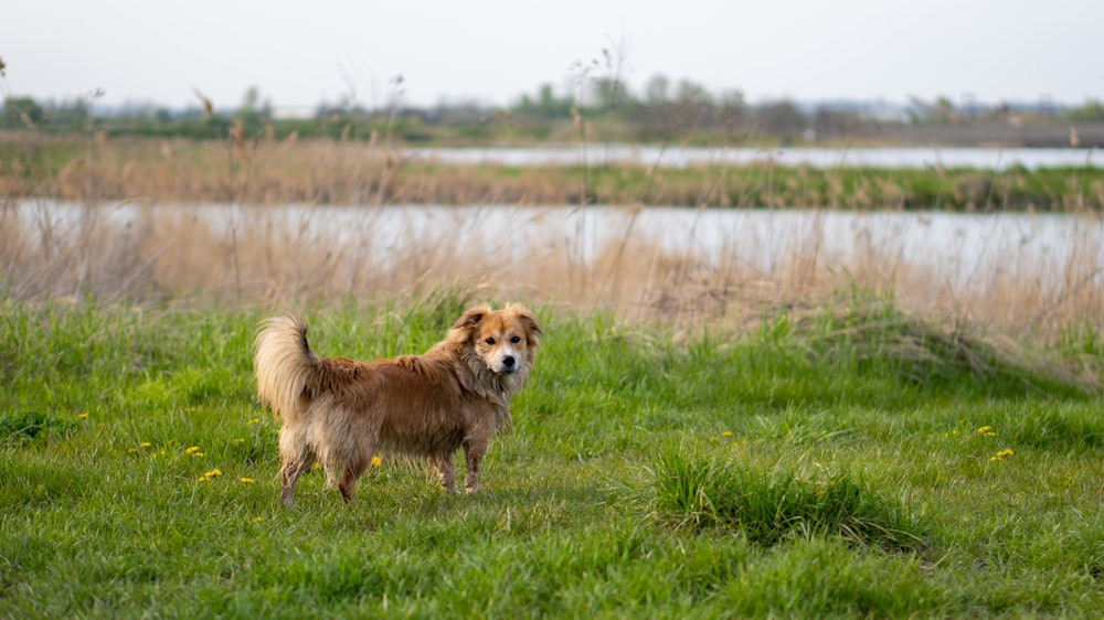 a brown dog standing on top of a lush green field
