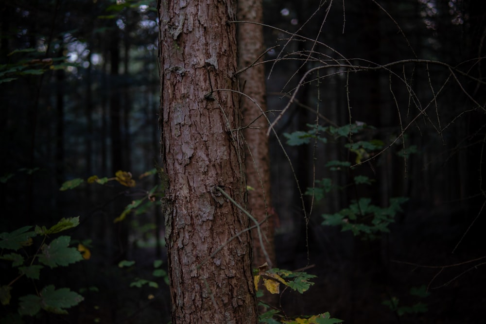 a tree with vines growing on it in a forest