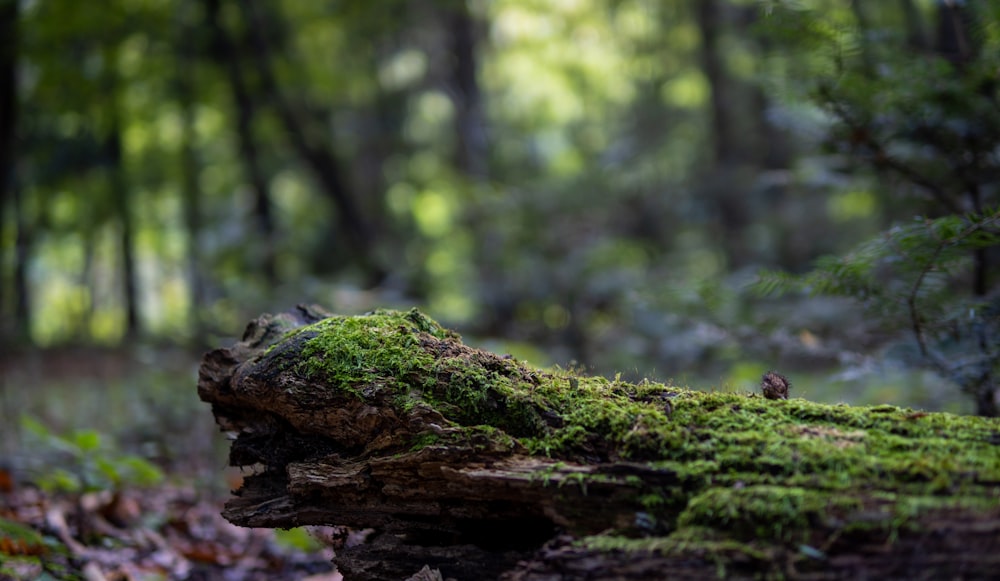 a moss covered log in the middle of a forest