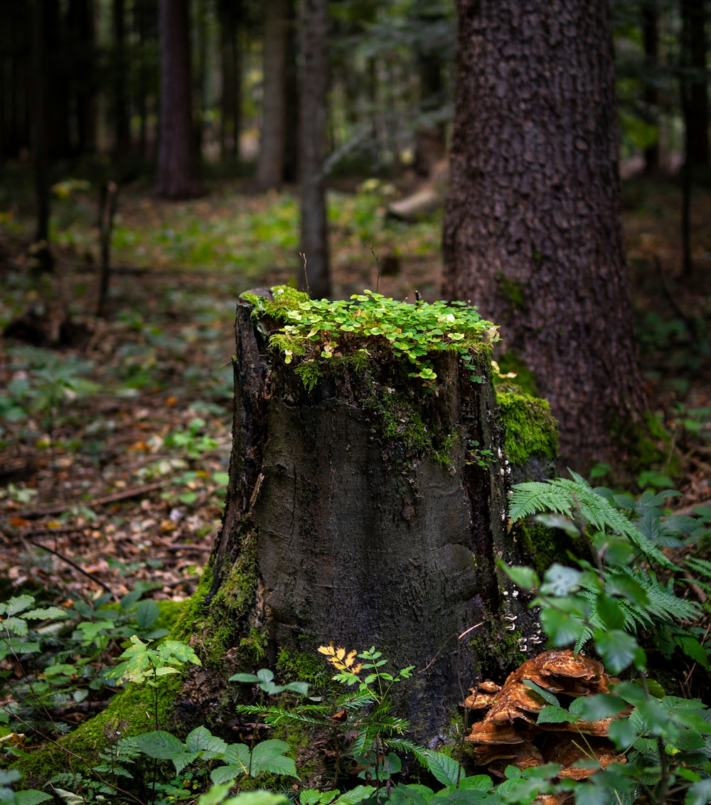 a tree stump in the middle of a forest