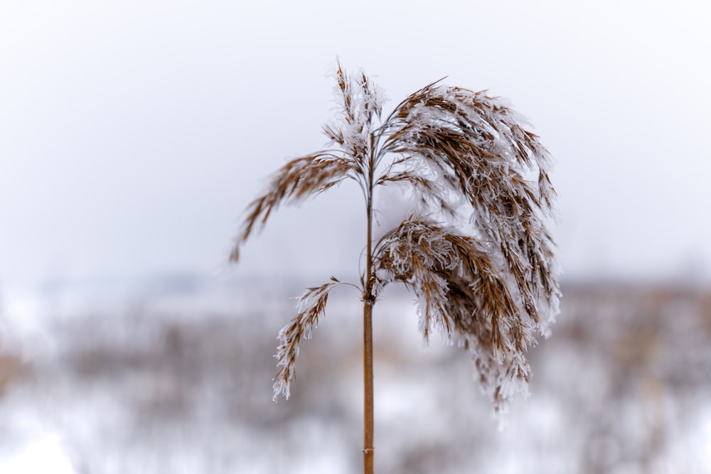 a tall plant with snow on top of it