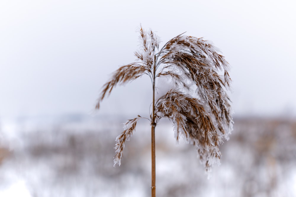 une grande plante avec de la neige sur le dessus