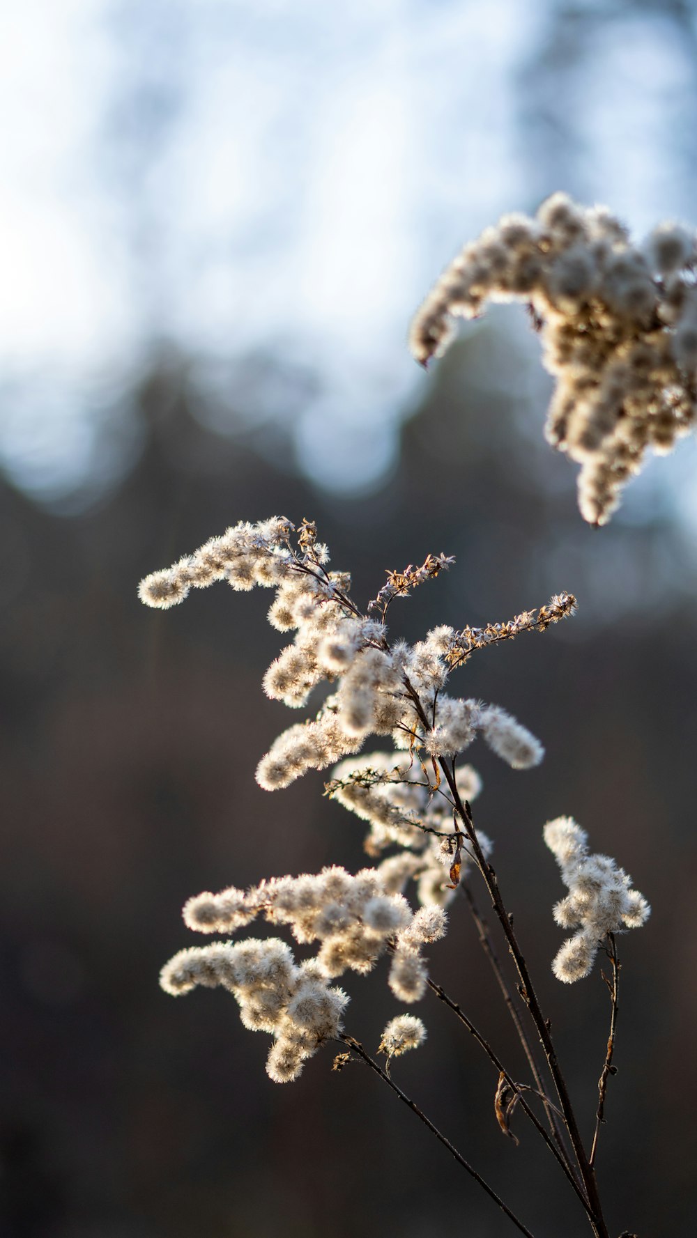 a close up of a plant with snow on it