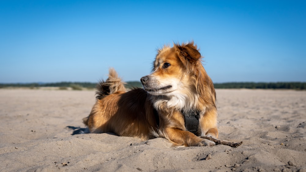 a brown and white dog laying on top of a sandy beach