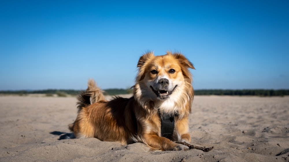 a brown dog laying on top of a sandy beach