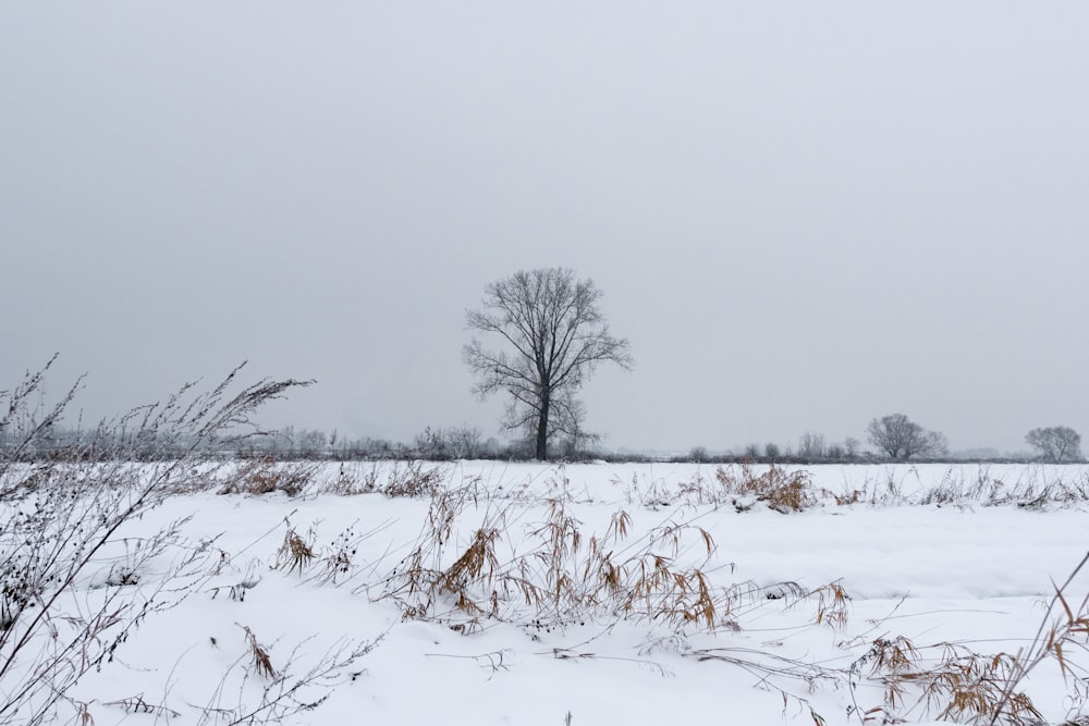 a snow covered field with a lone tree in the distance