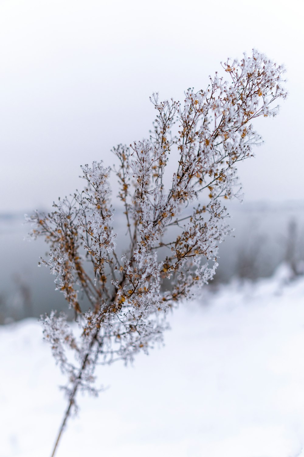 a close up of a plant in the snow