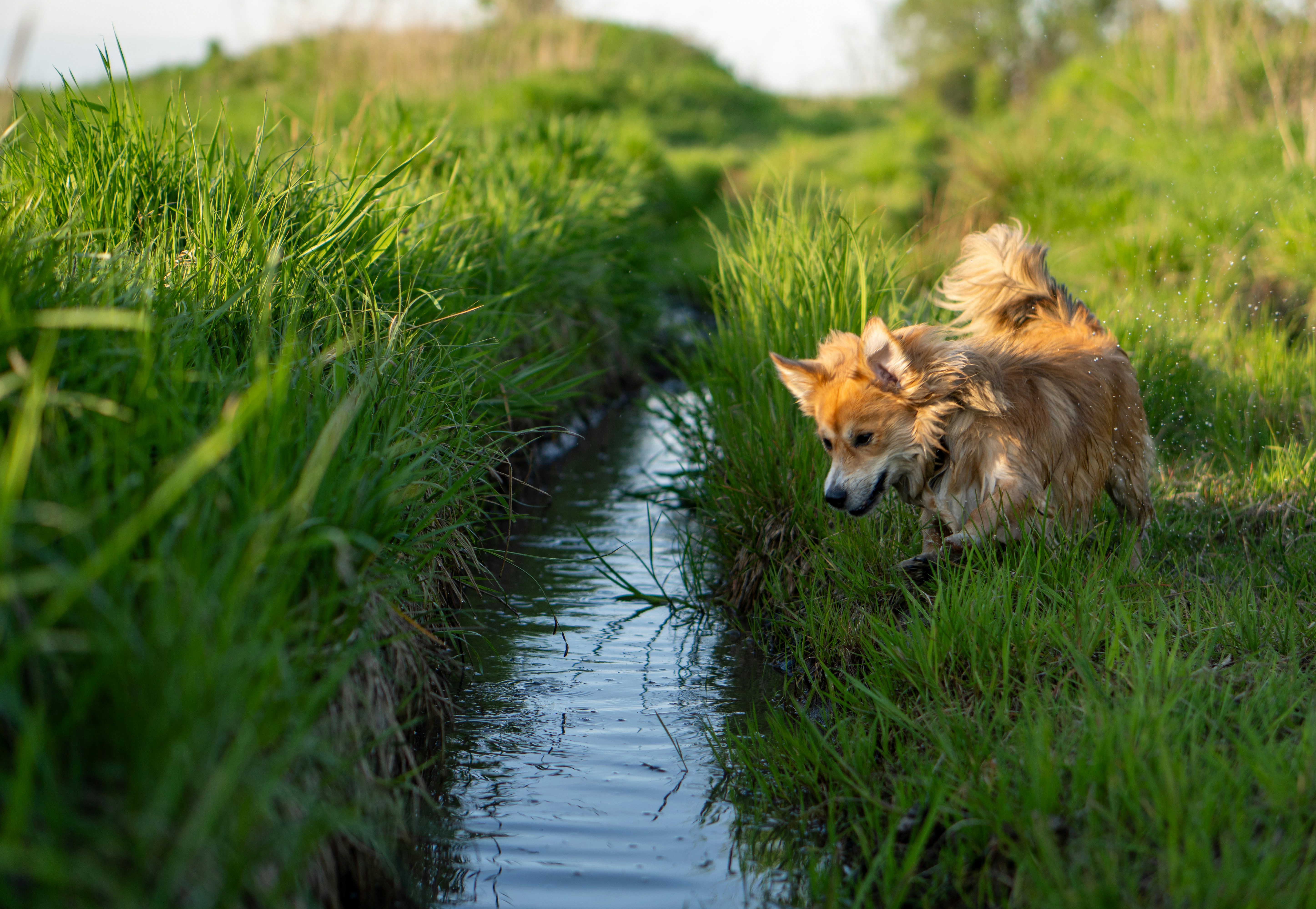 a couple of dogs that are standing in the grass