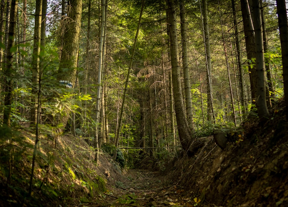 a dirt path in the middle of a forest