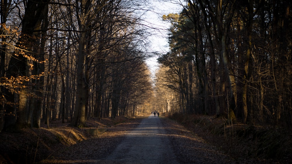 a person walking down a road in the middle of a forest