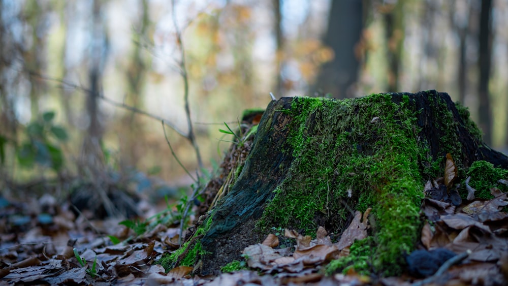 a moss covered tree stump in a forest