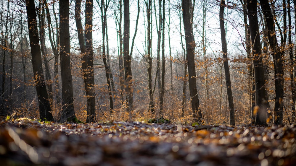 a forest filled with lots of leaf covered trees