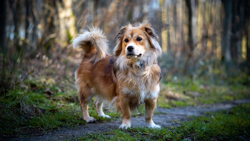 a brown and white dog standing on top of a dirt road