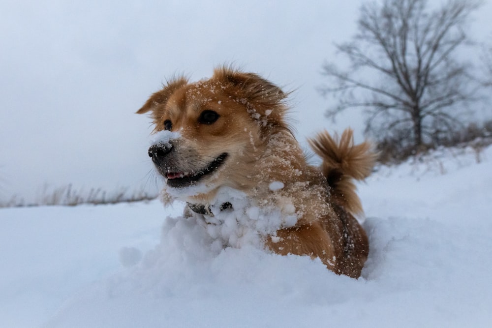 a dog is playing in the snow outside