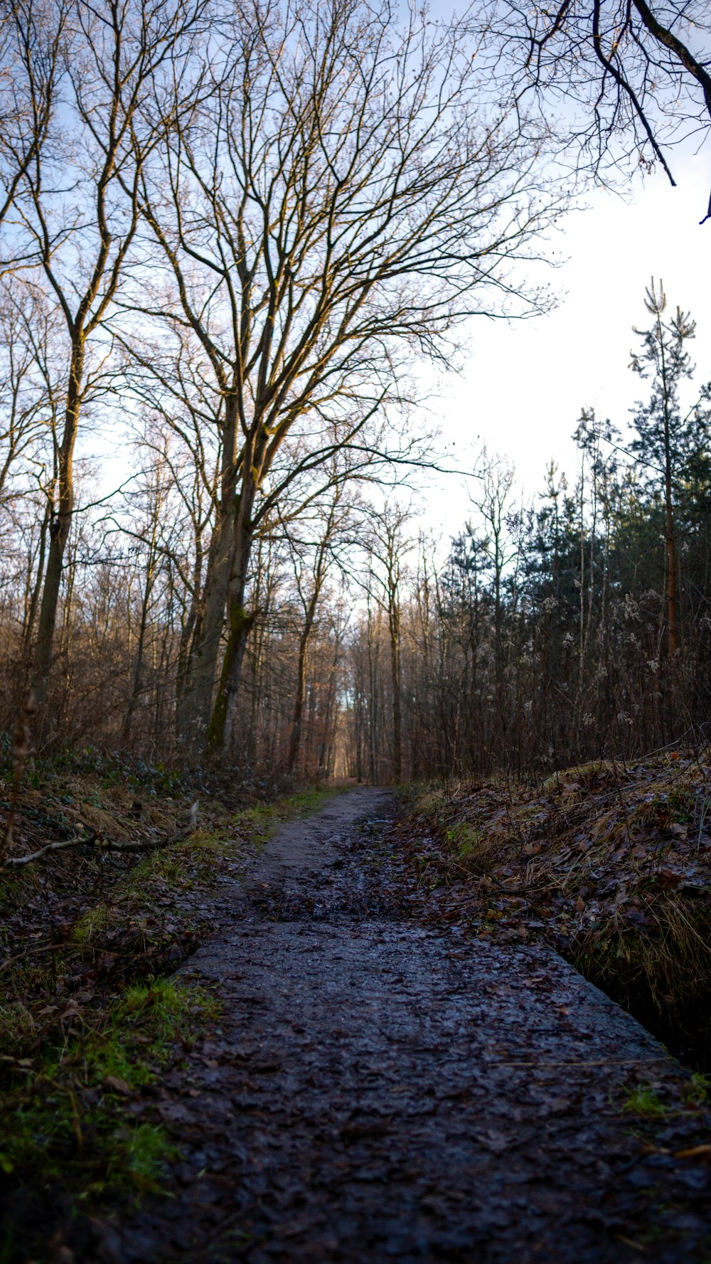 a path in the woods with no leaves on it