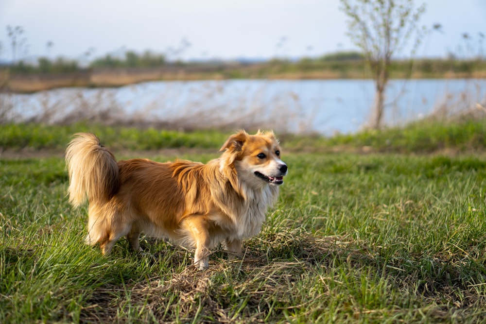 a brown and white dog standing on top of a lush green field