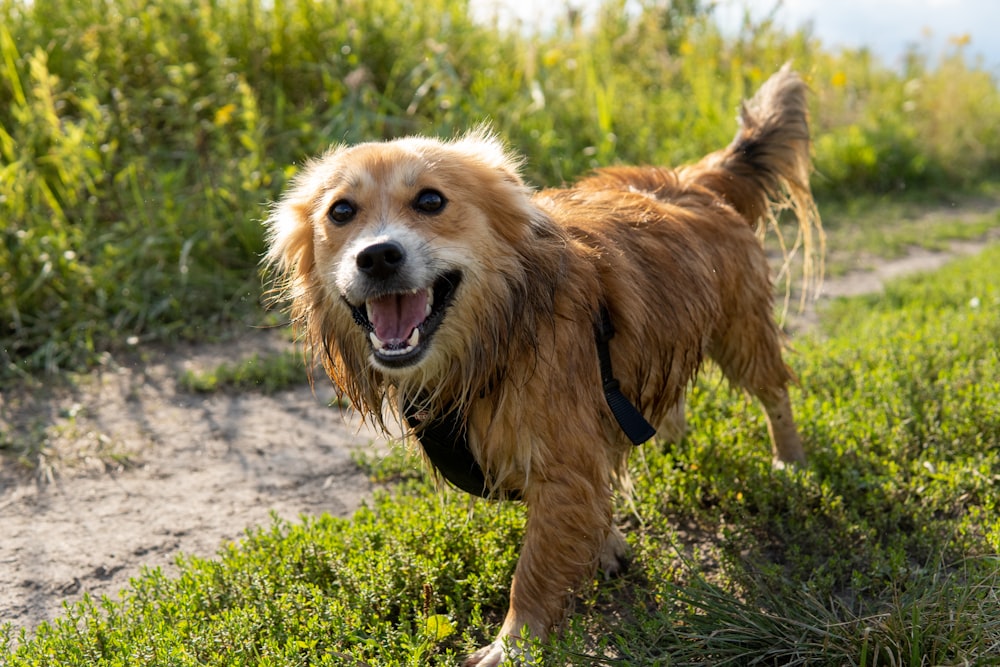 a brown dog walking across a lush green field