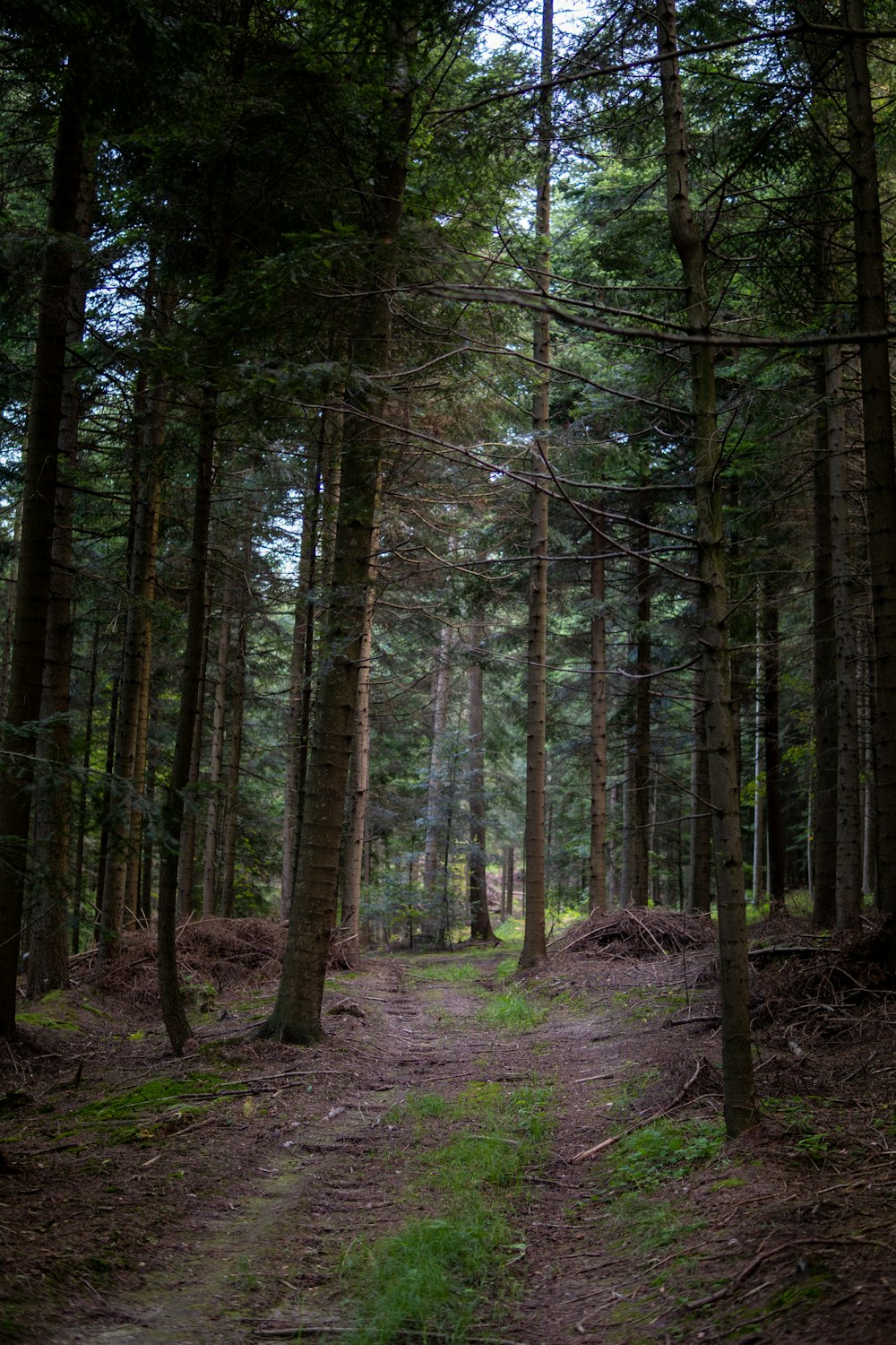 Un sentiero in mezzo a un bosco con molti alberi