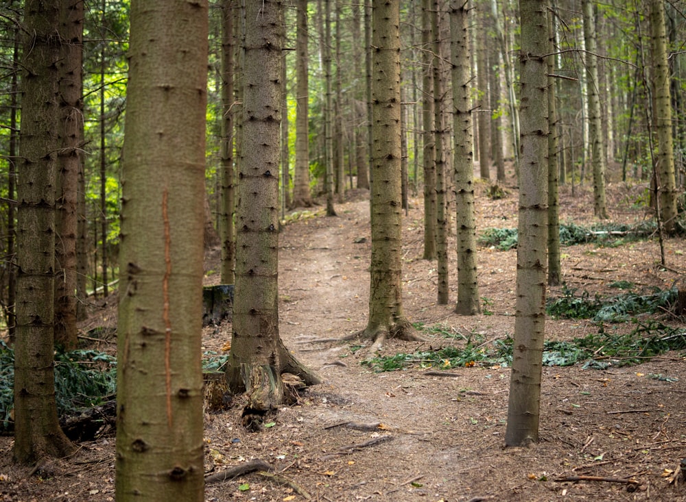 Un sentiero attraverso un bosco con molti alberi