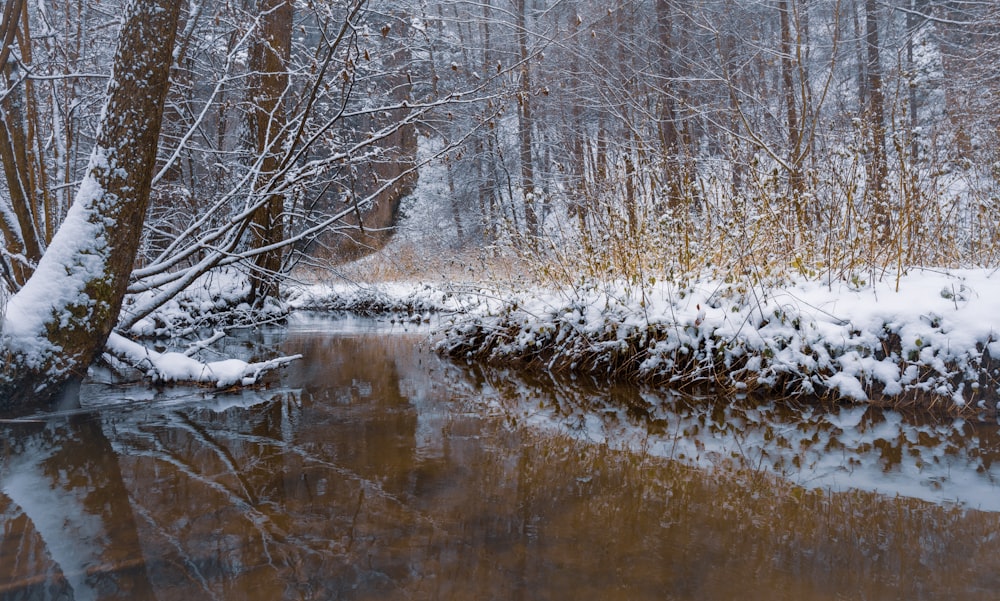 a small stream running through a snow covered forest