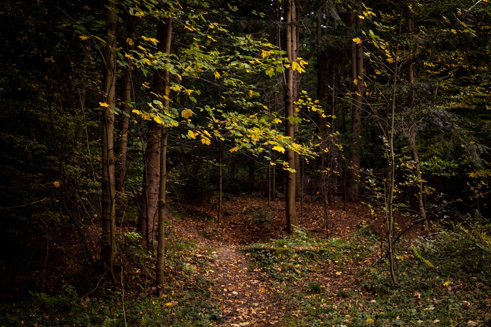 Un sentiero in mezzo a un bosco circondato da alberi