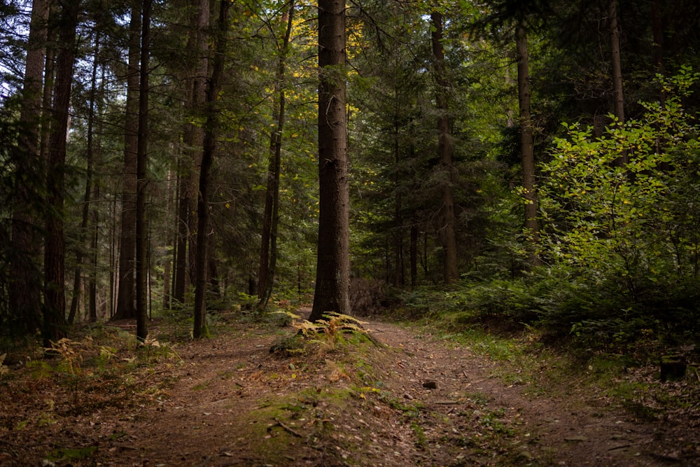 a dirt path in the middle of a forest