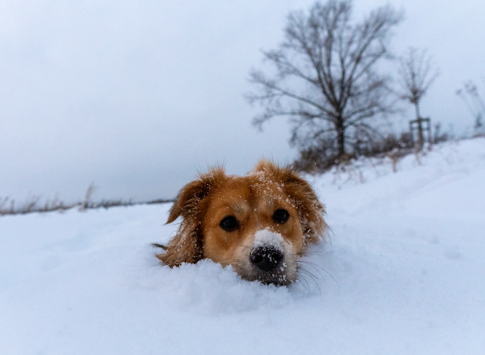 a brown and white dog laying in the snow