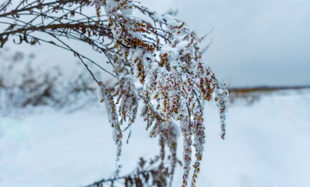 a tree branch covered in ice and snow